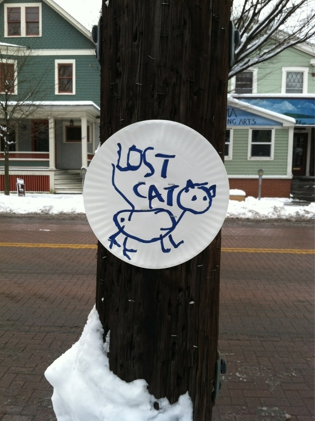 lost cat