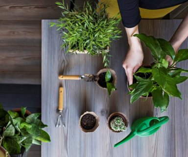 Overhead view of woman planting potted plants at home