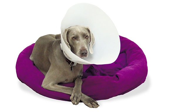 dog with cone of shame